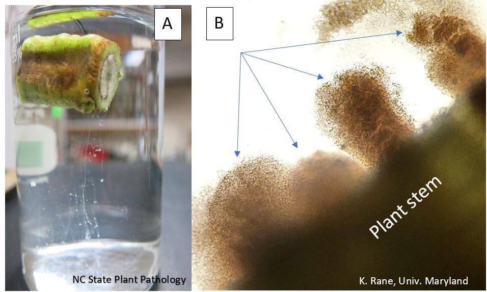 Southern Bacterial Wilt of Tomato Found University of Maryland Extension
